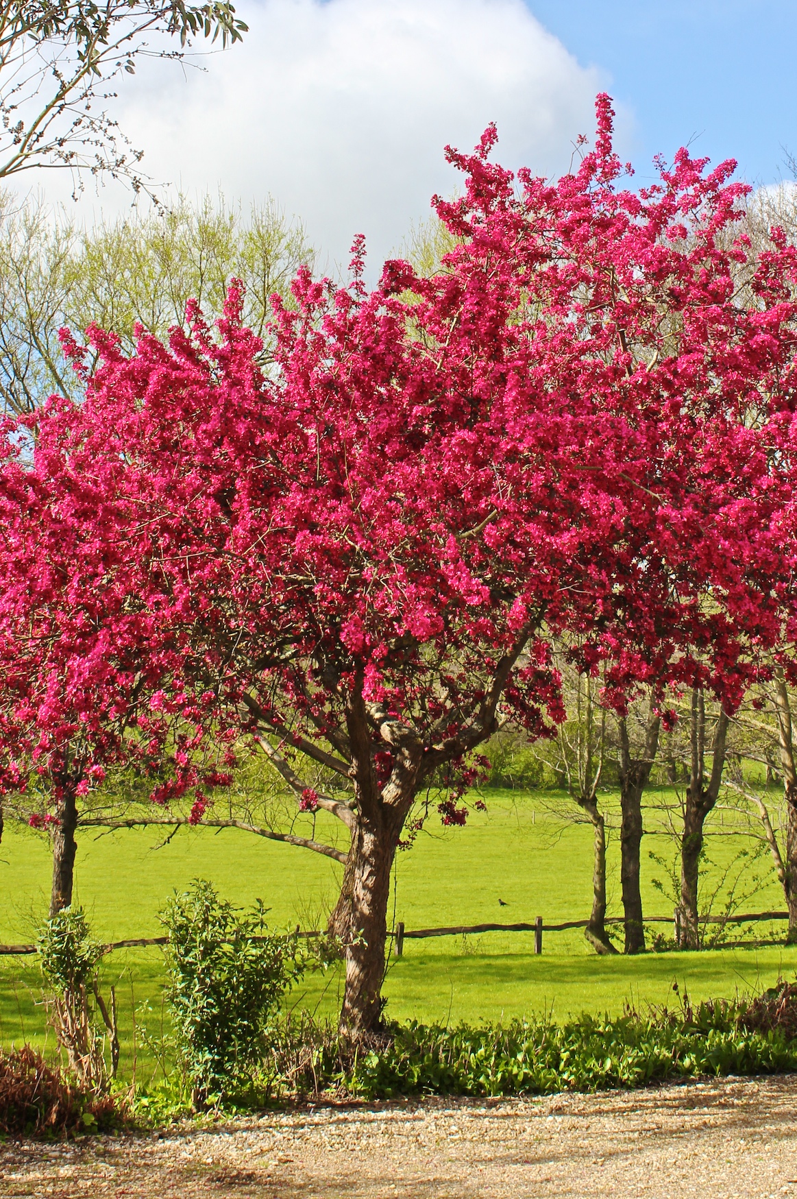 Crataegus laevigata 'Paul's Scarlet'